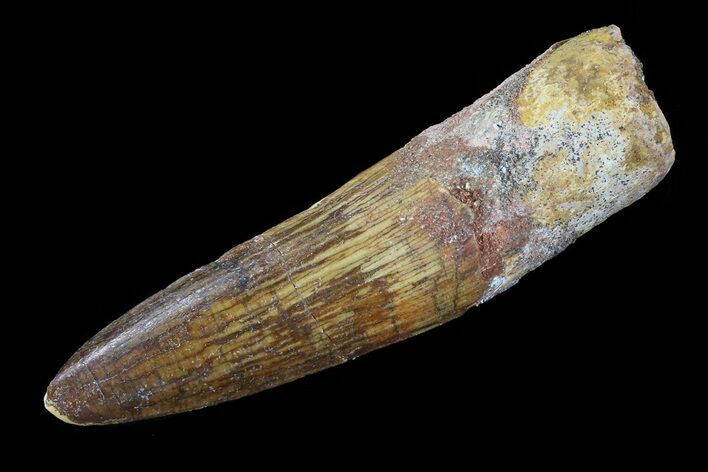 Real Spinosaurus Tooth - Nice Enamel Preservation #75146